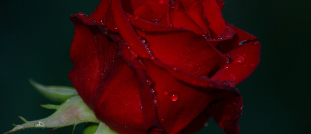 red-rose-1625244