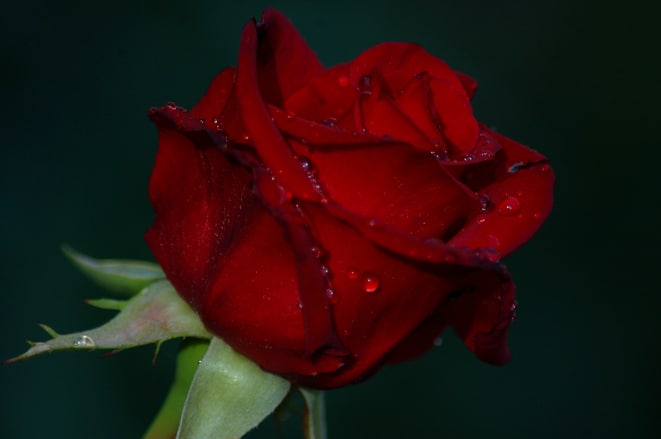 red-rose-1625244
